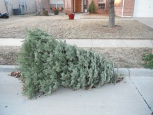 Dead Christmas Tree